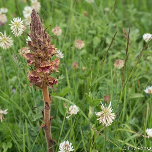 Orobanche grêle - Orobanche gracilis