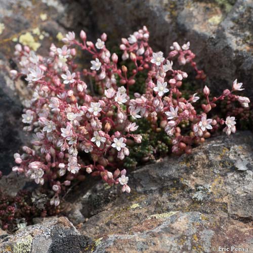 Orpin à feuilles courtes - Sedum brevifolium