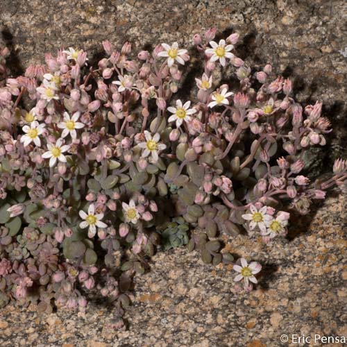 Orpin à feuilles épaisses - Sedum dasyphyllum