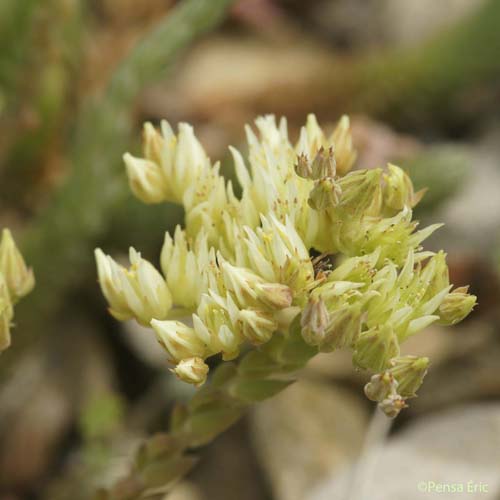 Orpin à pétales dressés - Petrosedum ochroleucum