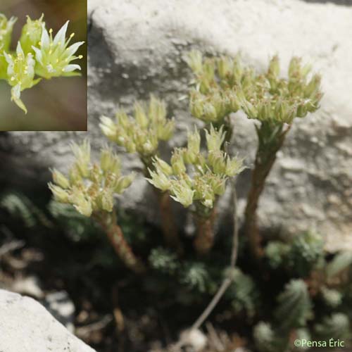 Orpin à pétales dressés - Petrosedum ochroleucum
