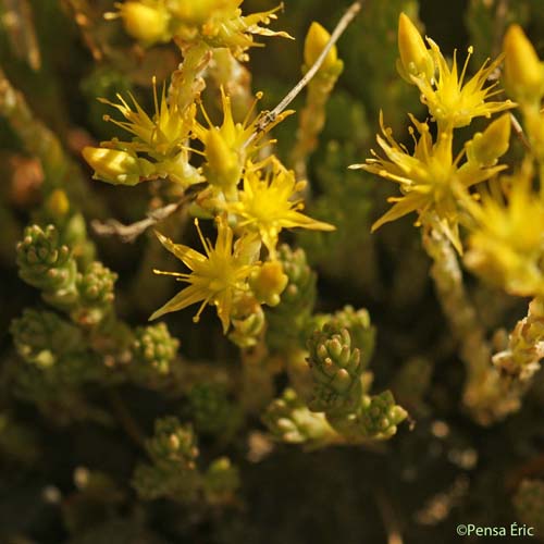 Orpin à six angles - Sedum sexangulare