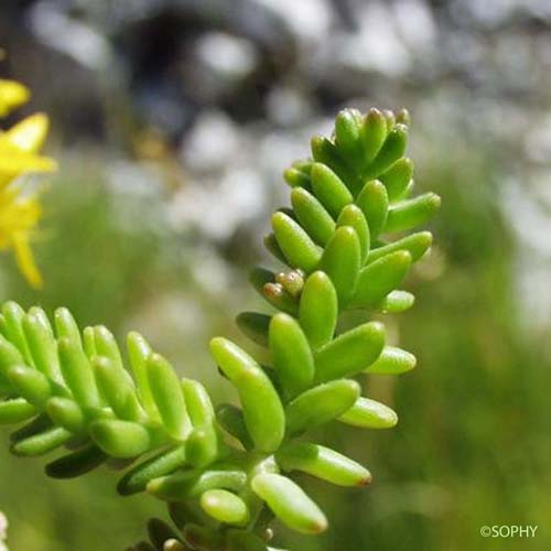 Orpin à six angles - Sedum sexangulare