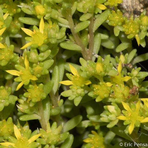 Orpin annuel - Sedum annuum