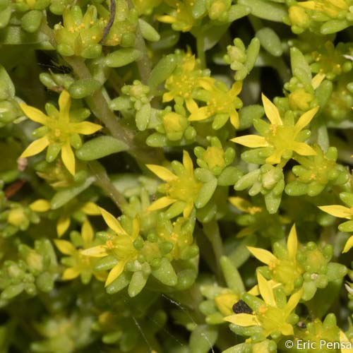 Orpin annuel - Sedum annuum