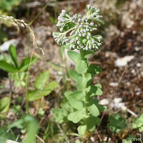 Orpin bleu - Hylotelephium anacampseros