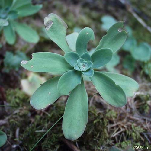 Orpin bleu - Hylotelephium anacampseros