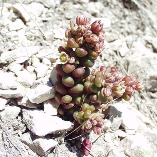 Orpin d'Angers - Sedum andegavense