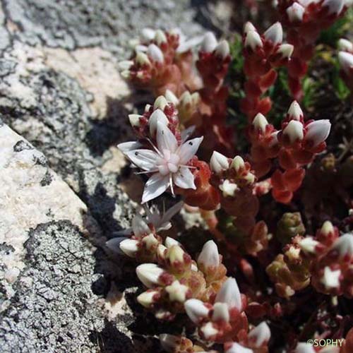 Orpin d'Angleterre - Sedum anglicum