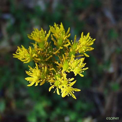 Orpin de Forster - Sedum forsterianum