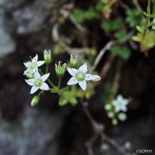 Orpin de Montereale - Sedum monregalense