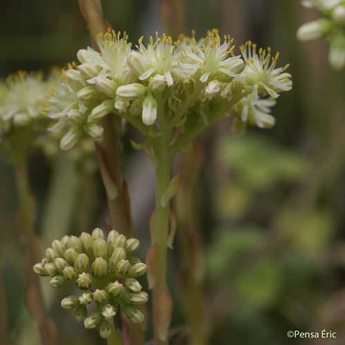 Orpin de Nice - Sedum sediforme