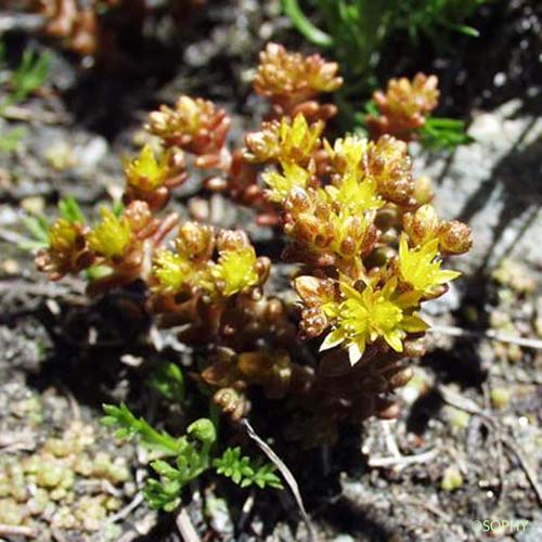 Orpin des Alpes - Sedum alpestre