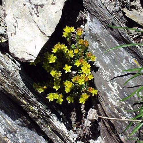 Orpin des Alpes - Sedum alpestre