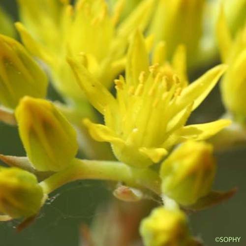 Orpin des montagnes - Petrosedum montanum 