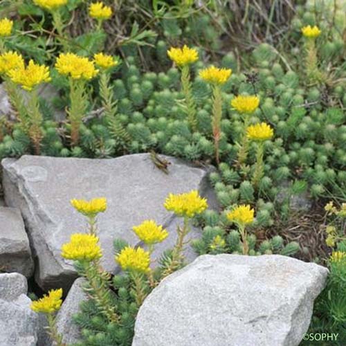 Orpin des montagnes - Petrosedum montanum 