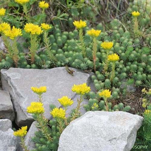 Orpin des montagnes - Sedum montanum