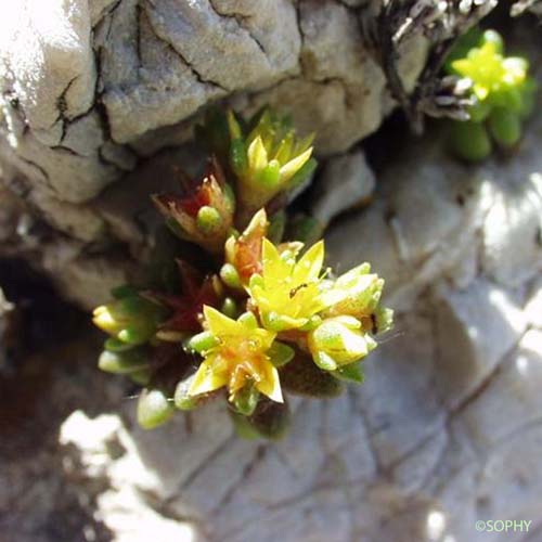 Orpin du littoral - Sedum litoreum