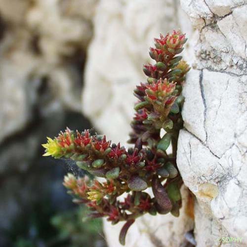 Orpin du littoral - Sedum litoreum