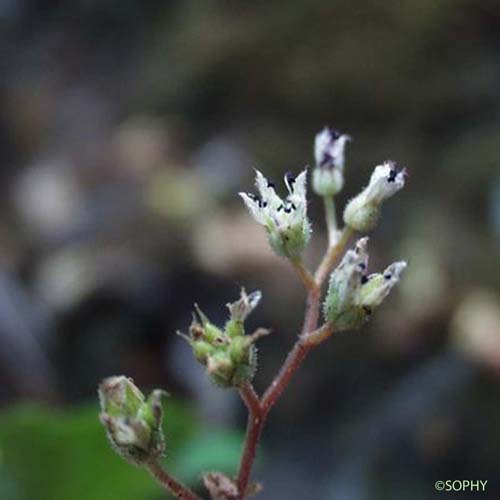 Orpin hérissé - Sedum hirsutum