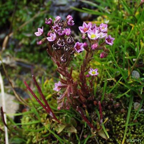 Orpin velu - Sedum villosum