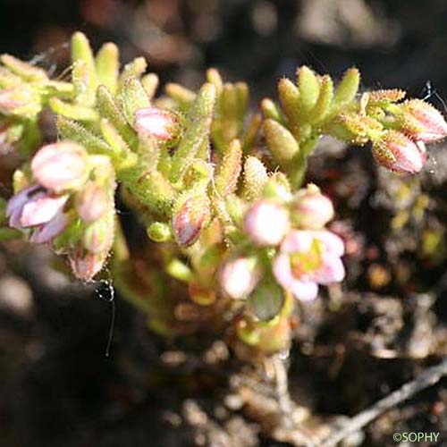 Orpin velu - Sedum villosum