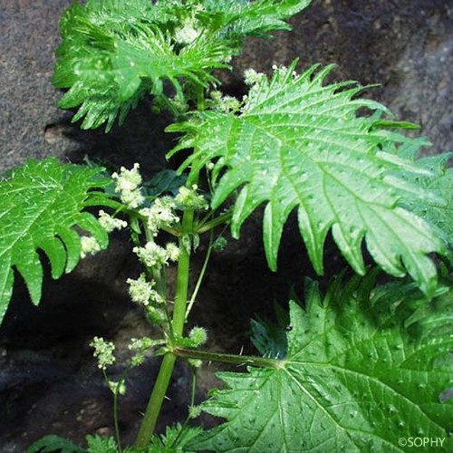 Ortie à pilules - Urtica pilulifera