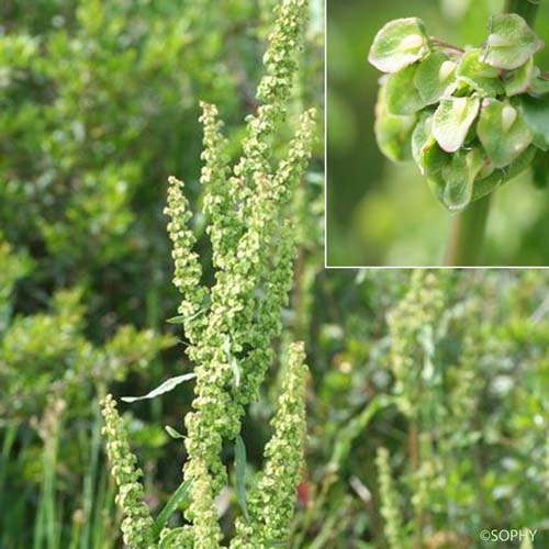 Oseille crépue - Rumex crispus