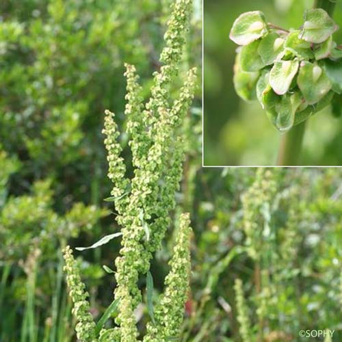 Oseille crépue - Rumex crispus var. crispus