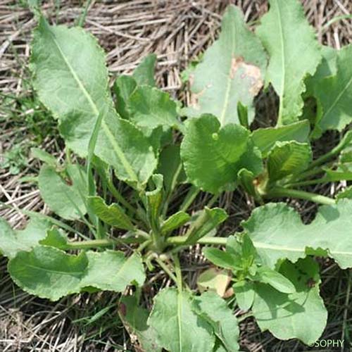 Oseille crépue - Rumex crispus var. crispus