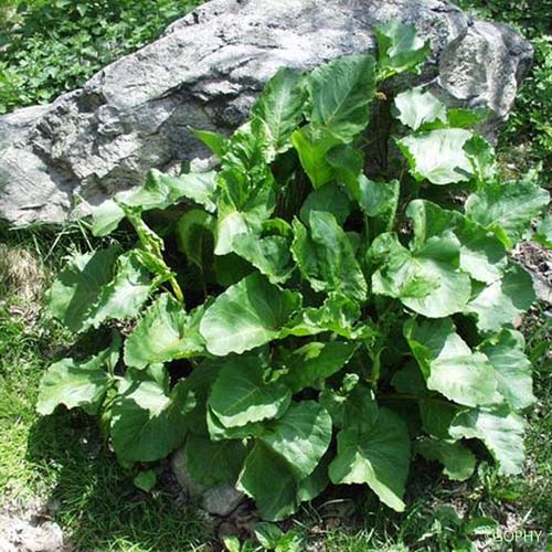 Oseille des Alpes - Rumex alpinus