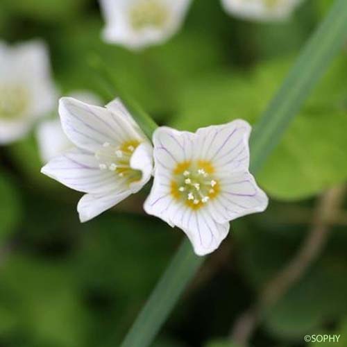 Oseille des bois - Oxalis acetosella