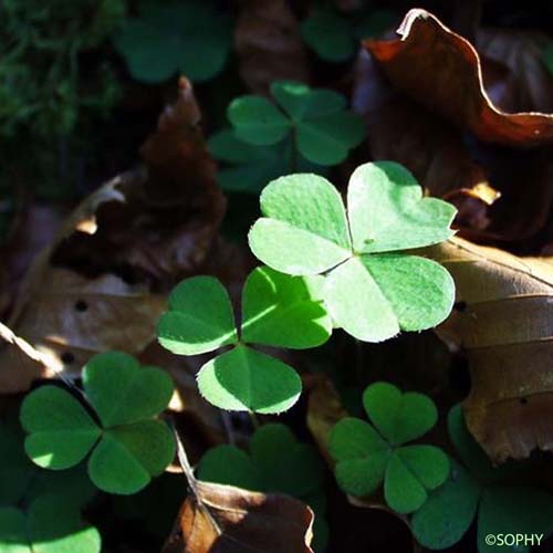 Oseille des bois - Oxalis acetosella