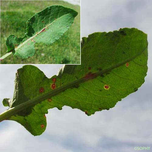 Oseille gracieuse - Rumex pulcher subsp. pulcher