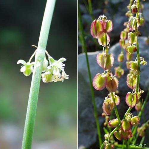 Oseille ronde - Rumex scutatus