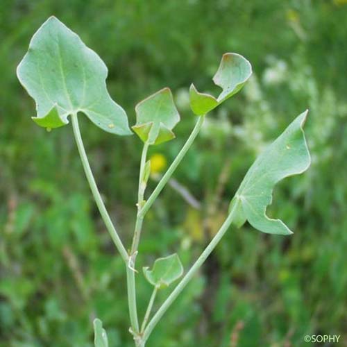 Oseille ronde - Rumex scutatus