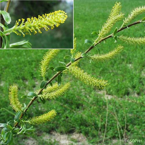 Osier blanc - Salix alba