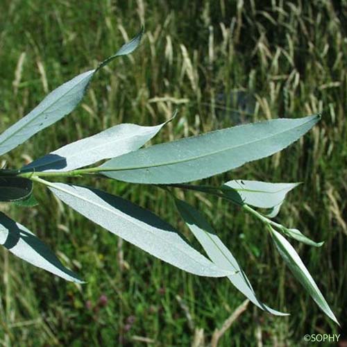 Osier blanc - Salix alba