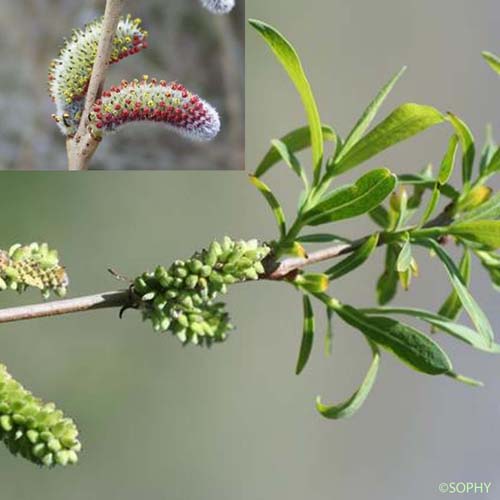 Osier pourpre - Salix purpurea