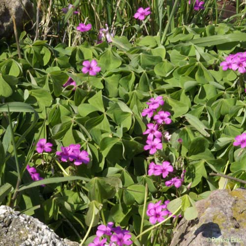 Oxalide articulée - Oxalis articulata