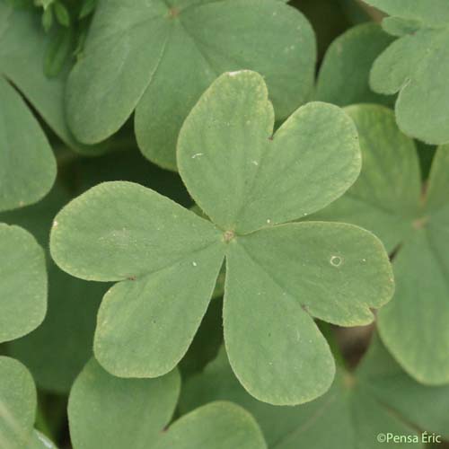 Oxalide articulée - Oxalis articulata