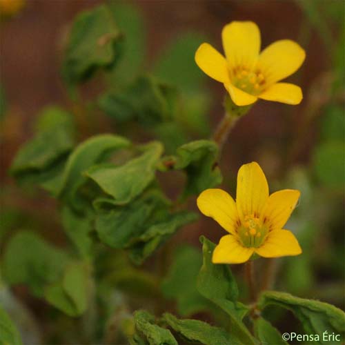 Oxalide corniculée - Oxalis corniculata