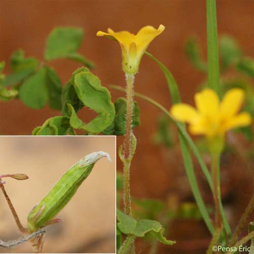 Oxalide corniculée - Oxalis corniculata