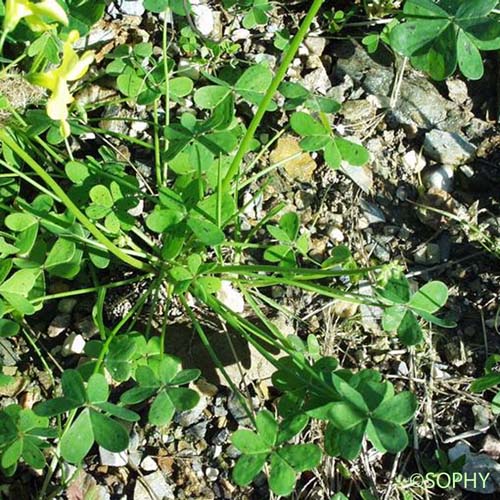 Oxalide Pied-de-chèvre - Oxalis pes-caprae