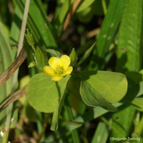 Oxalis droit - Oxalis stricta