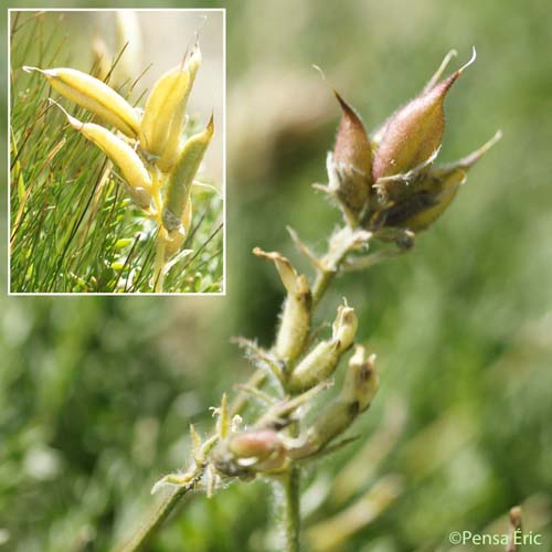 Oxytropis champêtre - Oxytropis campestris subsp. campestris