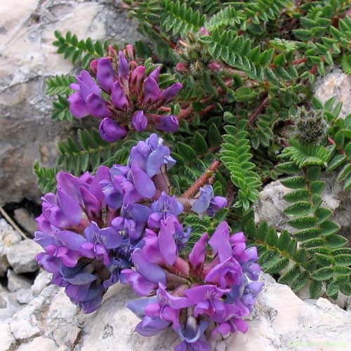 Oxytropis négligée - Oxytropis neglecta