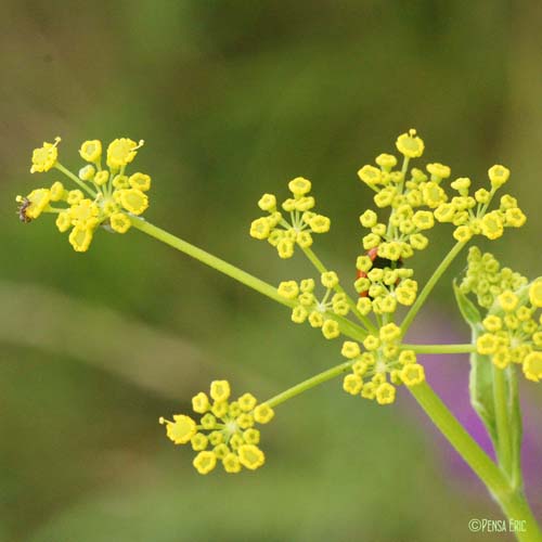 Panais brûlant - Pastinaca sativa subsp. urens