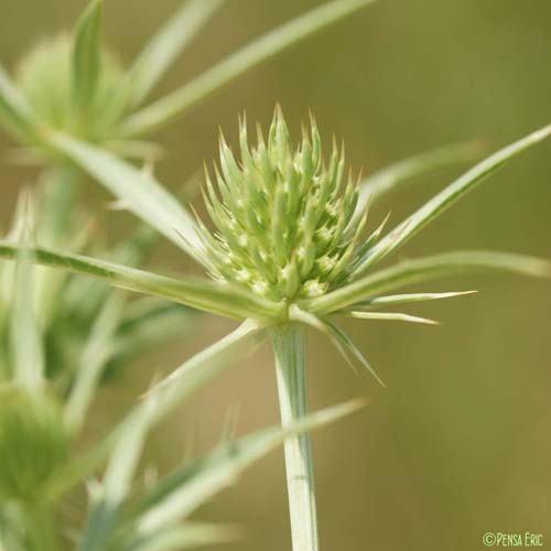 Panicaut champêtre - Eryngium campestre