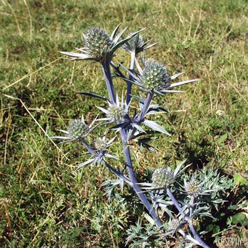 Panicaut de Bourgat - Eryngium bourgatii subsp. bourgatii